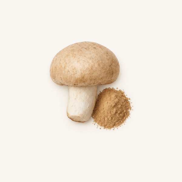Agaricus Blazei Extrakt (Agaricus blazei Murr.) 40 % Polysaccharide, 30 % Beta-Glucane