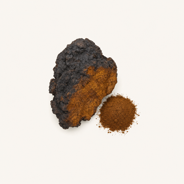 Chaga (Inonotus obliquus) Extrakt Bio 40 % Polysaccharide, 30 % Beta-Glucane