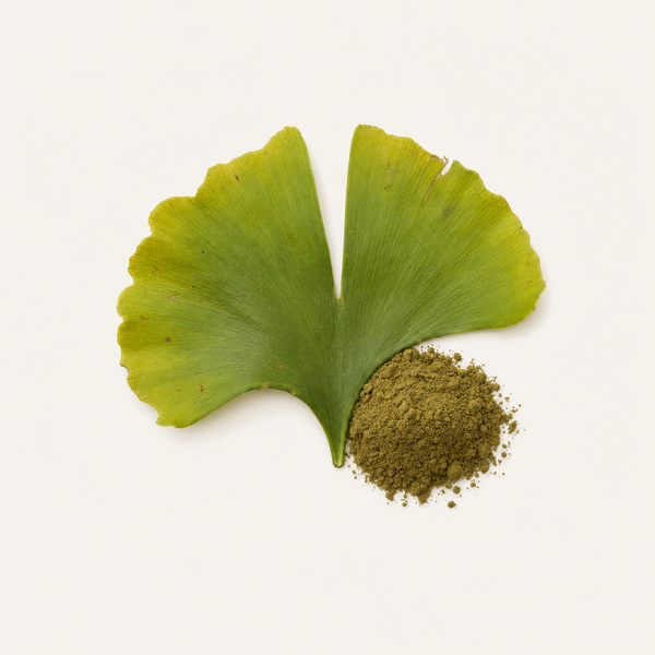 Ginkgo biloba Blattextrakt 24%