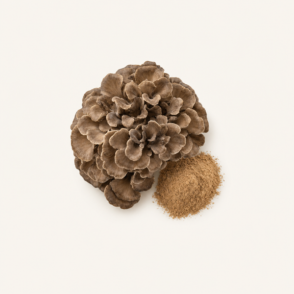 Maitake (Grifola frondosa) Extrakt Bio 50 % Polysaccharide