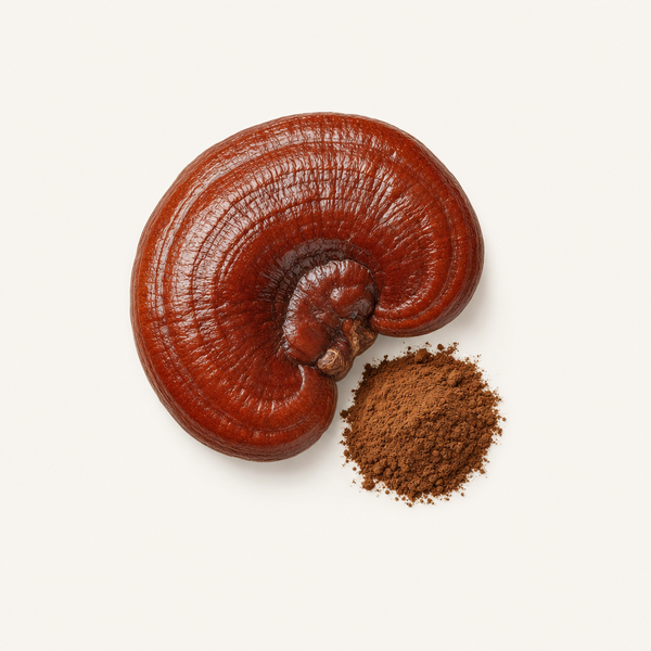 Reishi-Extrakt (Ganoderma lucidum) 40 % Polysaccharide