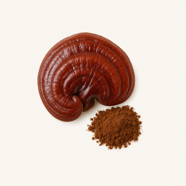 Reishi Fruchtkörper-Extrakt