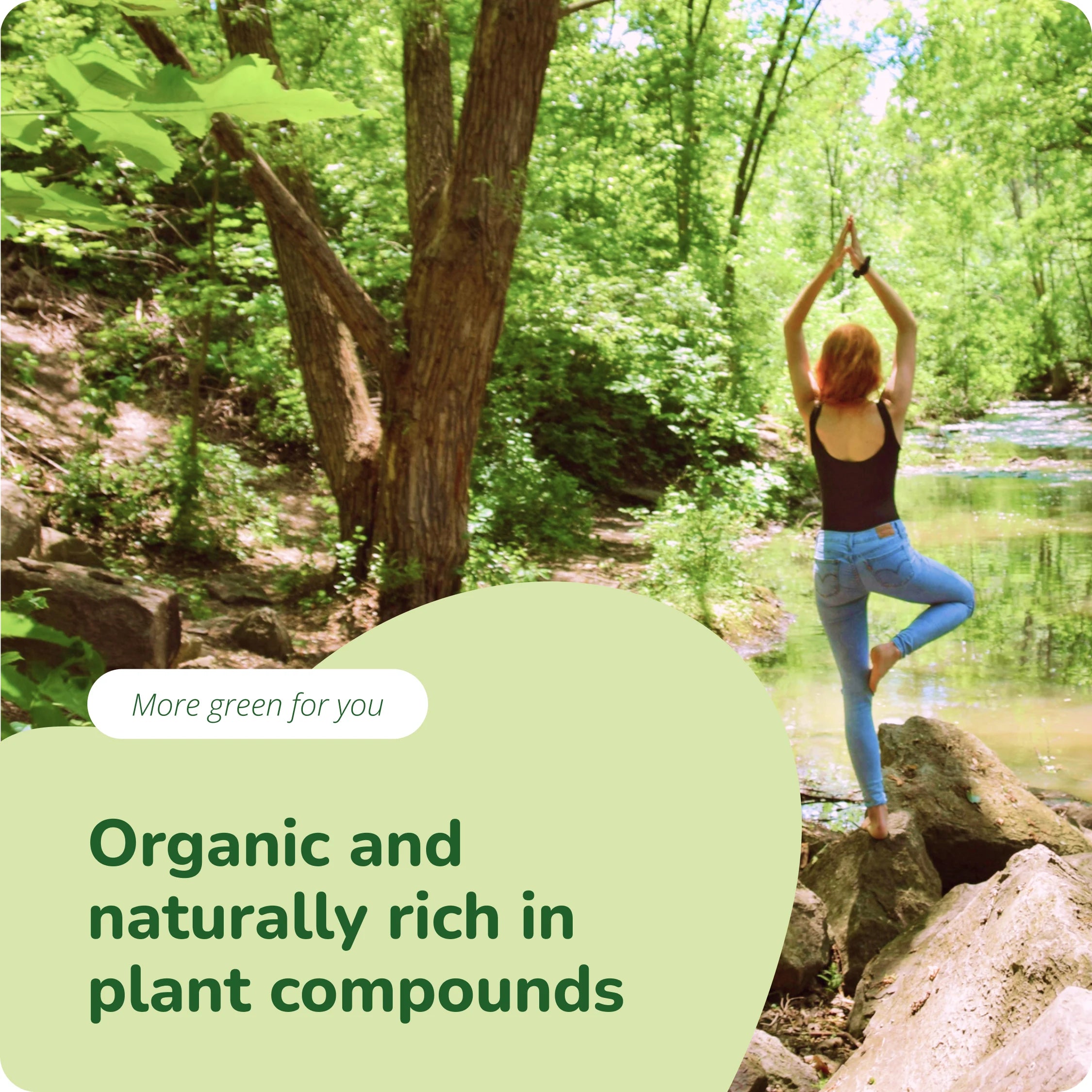 Moringa Oleifera Kapseln Bio