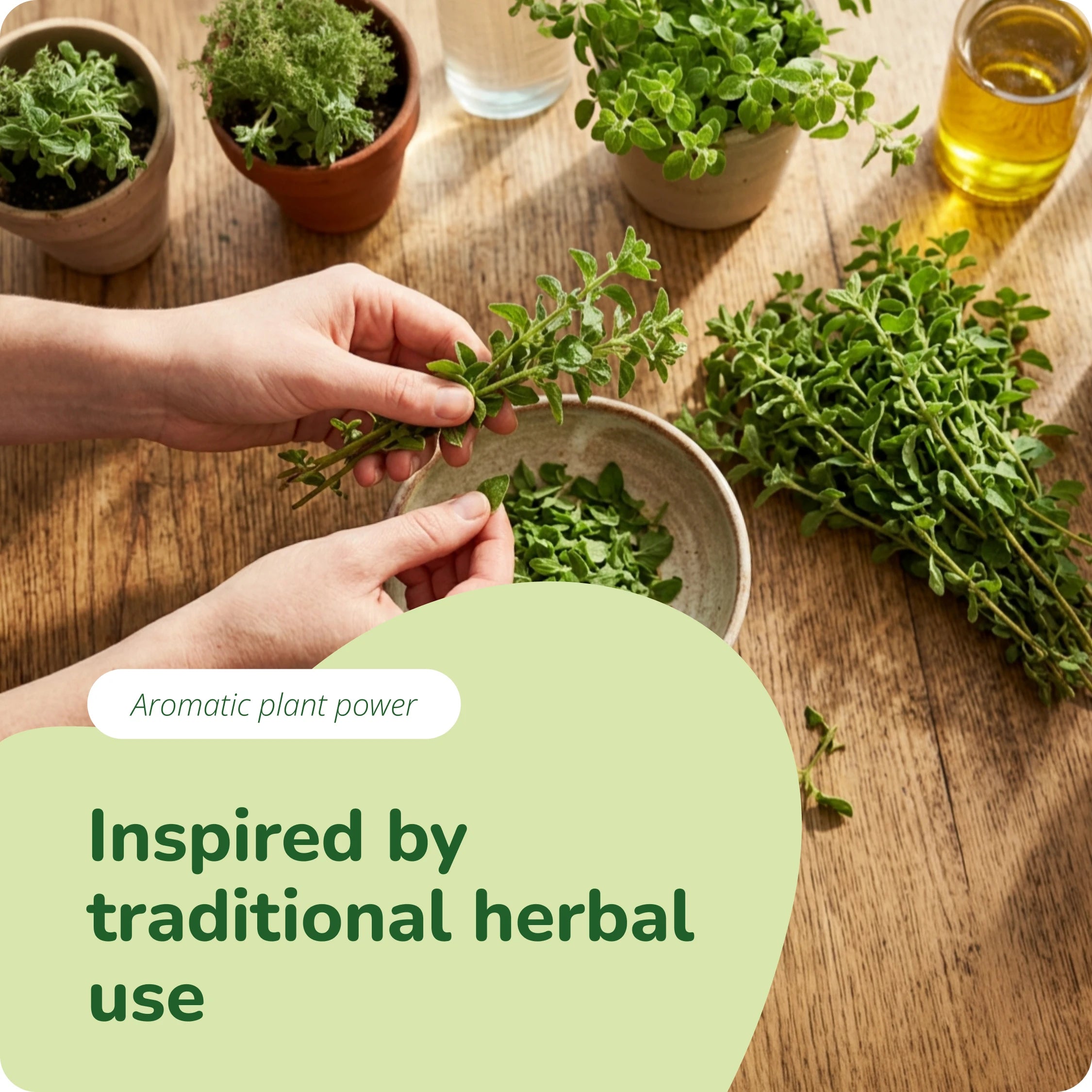 Oregano Oil Capsules Organic