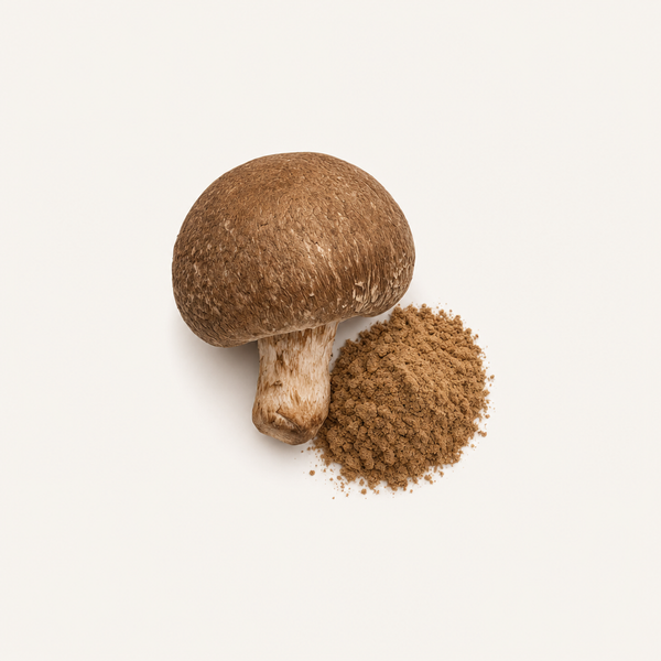 Agaricus (Agaricus blazei Murr.) Extrakt Bio 40 % Polysaccharide, 30 % Beta-Glucane