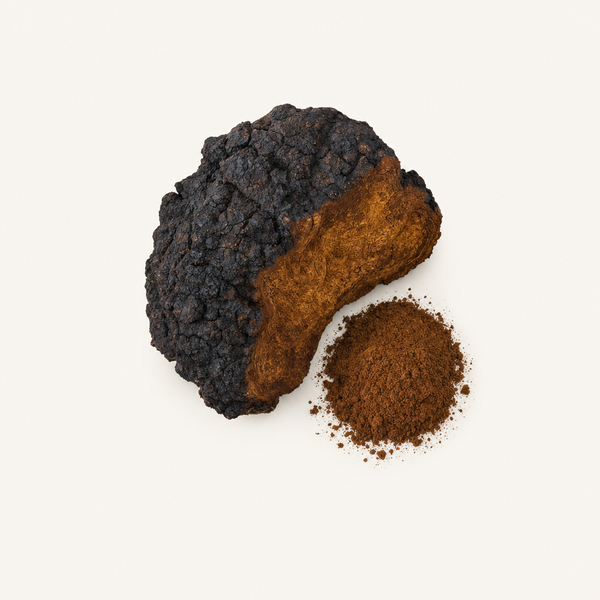 Chaga-Pilz-Extrakt 40 % Polysaccharide, 30 % Beta-Glucane