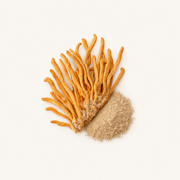 Cordyceps CS-4 Myzel Extrakt (40% Polysaccharide)