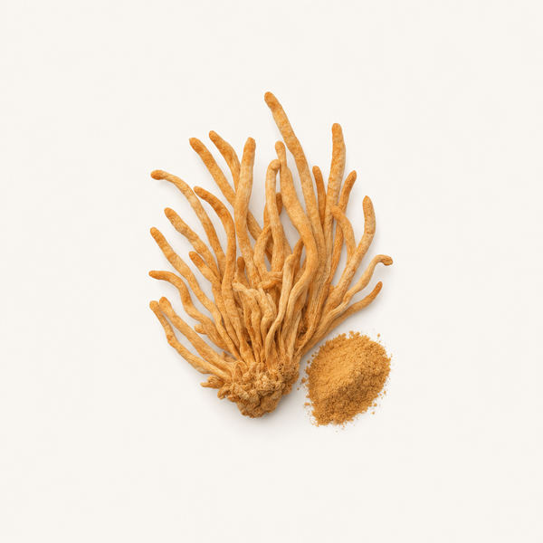 Cordyceps Sinensis Extrakt Bio 40 % Polysaccharide, 0,5 % Adenosin