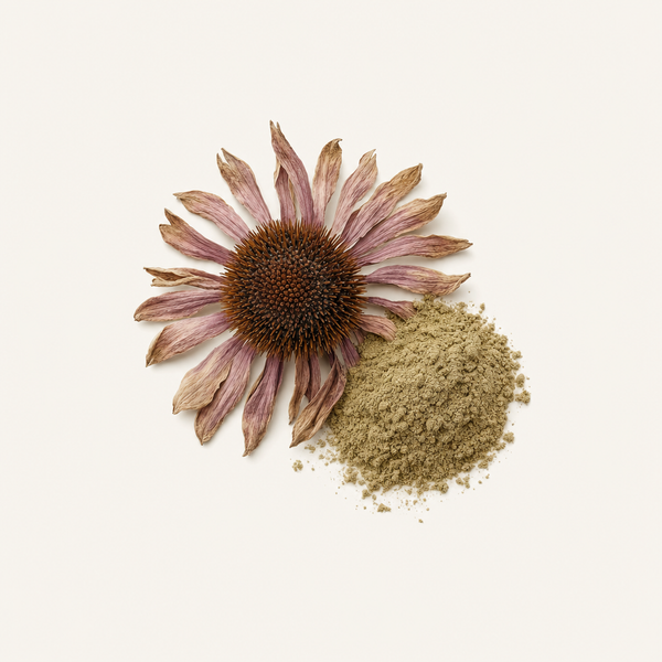 Echinacea purpurea Kräuterextrakt 4% Polyphenole