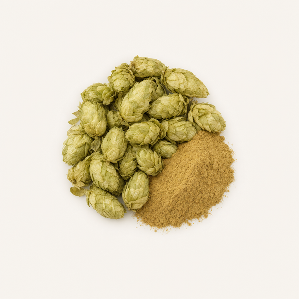 Hopfen (Humulus lupulus) Blütenextrakt 2% Flavone