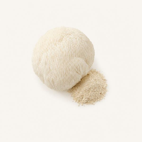 Löwenmähnen-Extrakt (Hericium erinaceus) 20 % Polysaccharide, 2 % Hericenone