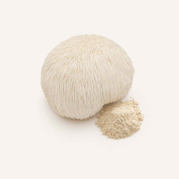 Löwenmähnen-Extrakt (Hericium erinaceus) Bio 20 % Polysaccharide, 2 % Hericenone