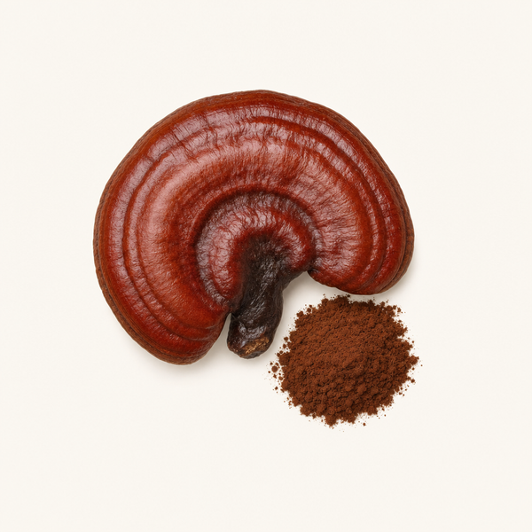 Reishi-Extrakt (Ganoderma lucidum) Bio 30 % Beta-Glucane, 40 % Polysaccharide