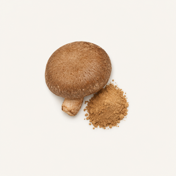 Shiitake-Extrakt (Lentinus edodes) Bio-Extrakt mit 30 % Beta-Glucanen, 40 % Polysacchariden