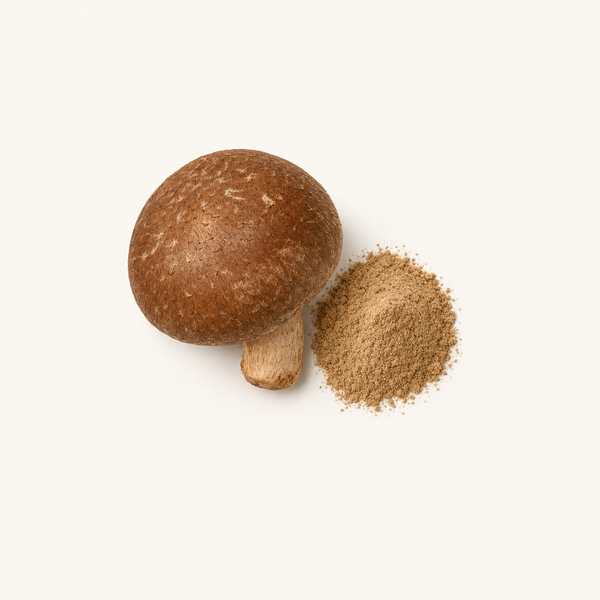 Shiitake-Pilzextrakt (Lentinus edodes) 40 % Polysaccharide, 30 % Beta-Glucane